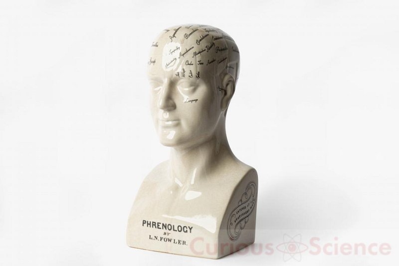 Phrenology Head